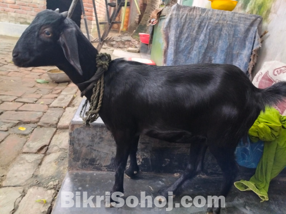 দেশি পাঠি ছাগল